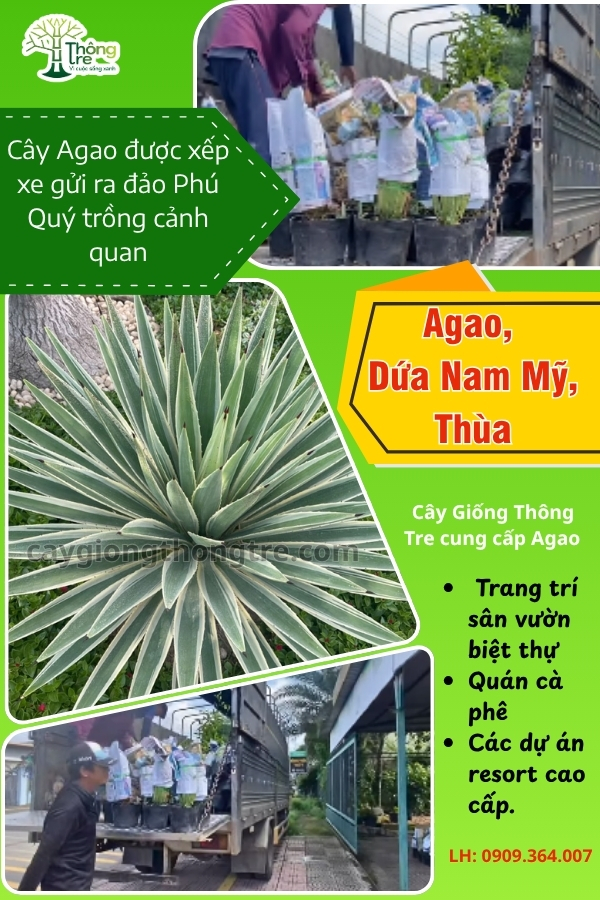 Cung Cấp Cây Agao (Thùa, Dứa Agao) Giống Đẹp, Sỉ Lẻ Giá Tốt | Cây Giống Thông Tre