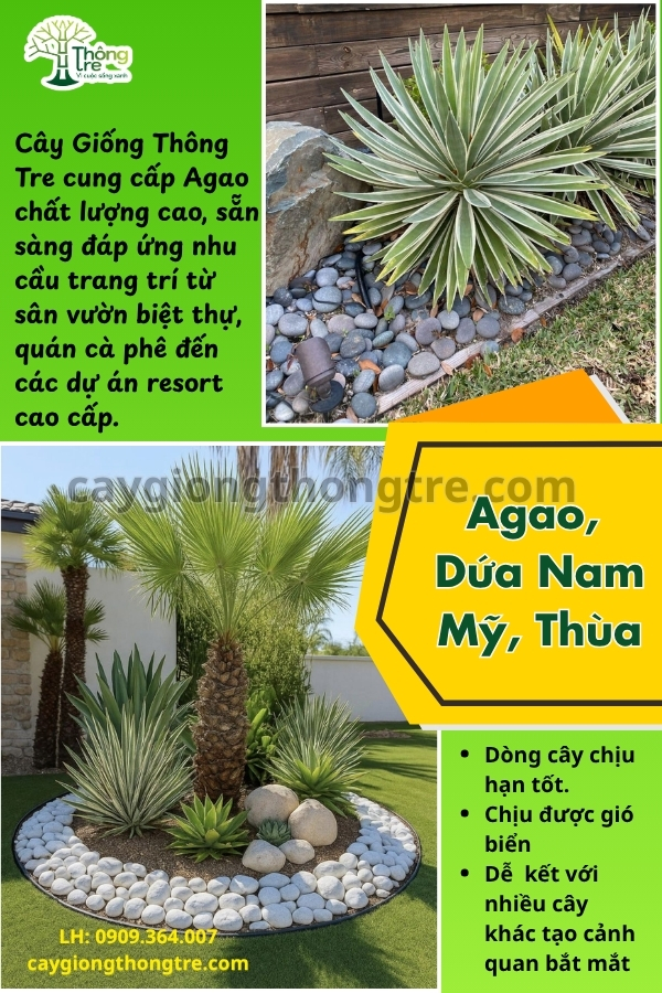 Cung Cấp Cây Agao (Thùa, Dứa Agao) Giống Đẹp, Sỉ Lẻ Giá Tốt | Cây Giống Thông Tre