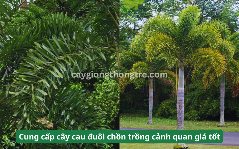 Bán cây Cau Đuôi Chồn