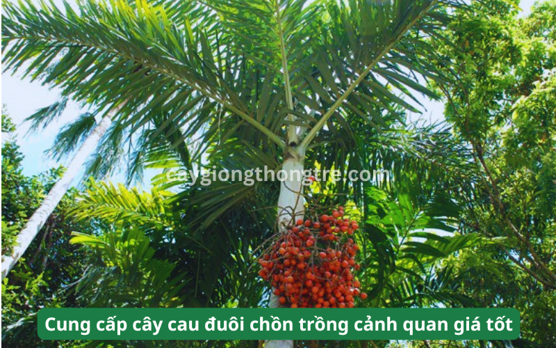 Bán cây Cau Đuôi Chồn