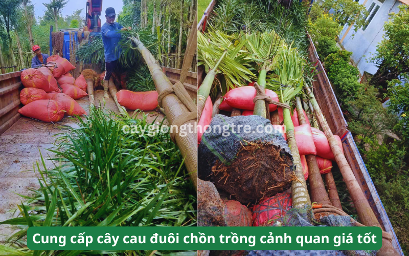 Bán cây Cau Đuôi Chồn