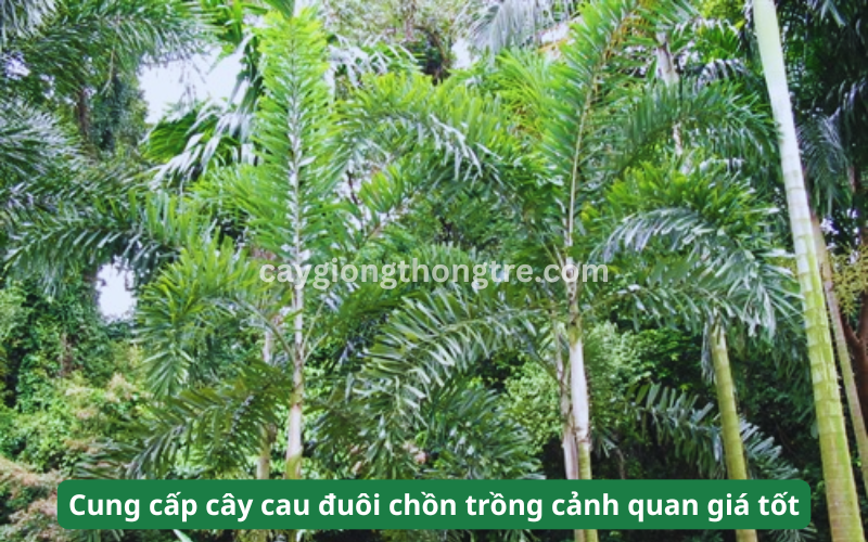 Bán cây Cau Đuôi Chồn