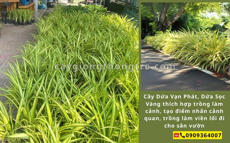 Cung Cấp Cây Giống Dứa Sọc Vàng (Dứa Vạn Phát) Khỏe Mạnh, Giá Sỉ | Cây Giống Thông Tre