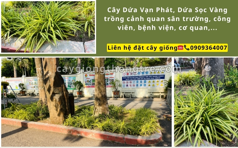 Cung Cấp Cây Giống Dứa Sọc Vàng (Dứa Vạn Phát) Khỏe Mạnh, Giá Sỉ | Cây Giống Thông Tre