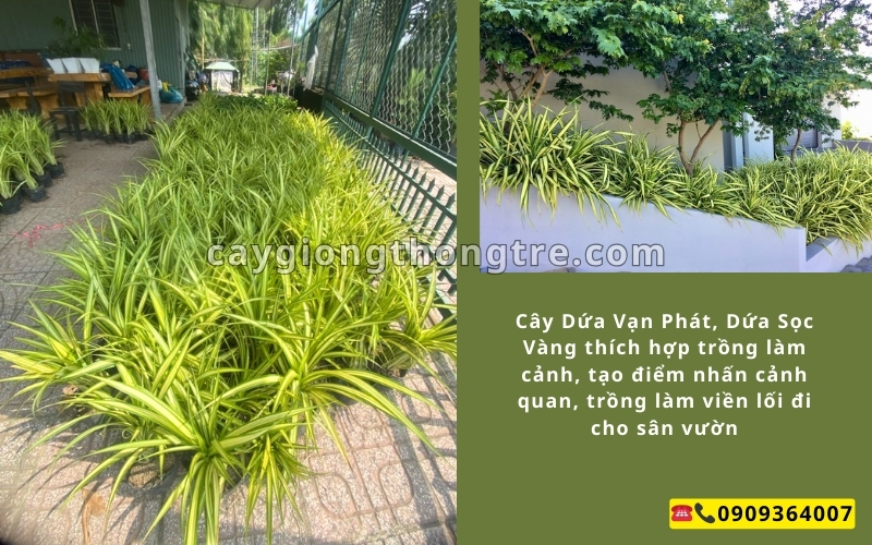 Cung Cấp Cây Giống Dứa Sọc Vàng (Dứa Vạn Phát) Khỏe Mạnh, Giá Sỉ | Cây Giống Thông Tre