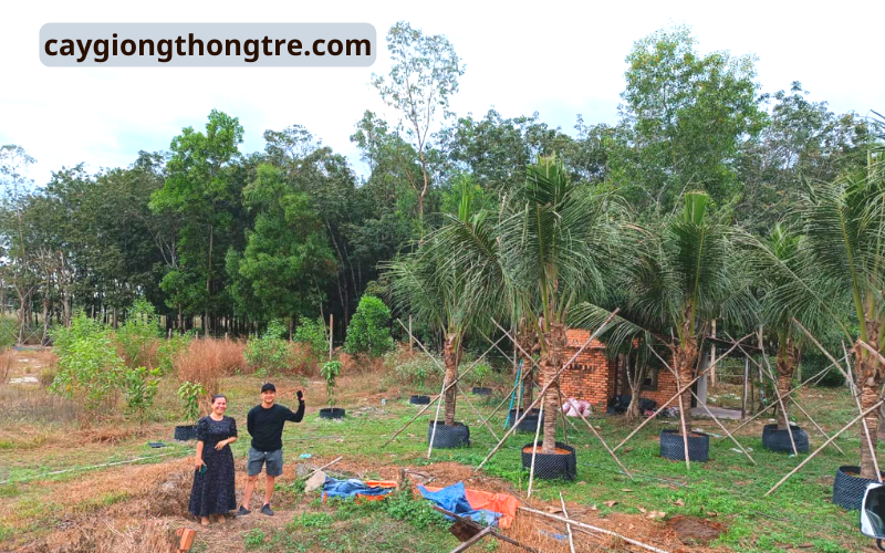 Cây dừa xiêm trồng cảnh quan sân vườn biệt thự, khu du lịch nghỉ dưỡng