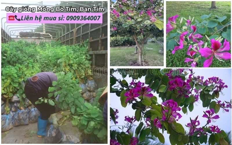 Mua Cây Giống Móng Bò Tím (Hoa Ban Tím) Giá Sỉ | Cây Công Trình Đô Thị, Dễ Trồng