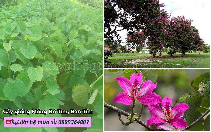 Mua Cây Giống Móng Bò Tím (Hoa Ban Tím) Giá Sỉ | Cây Công Trình Đô Thị, Dễ Trồng
