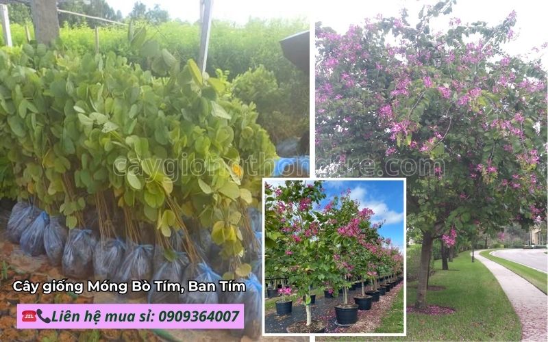 Mua Cây Giống Móng Bò Tím (Hoa Ban Tím) Giá Sỉ | Cây Công Trình Đô Thị, Dễ Trồng
