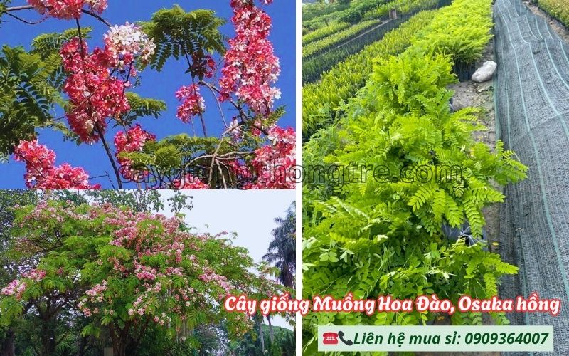 Mua Cây Giống Muồng Hoa Đào Khỏe Mạnh, Ra Hoa Sớm, Giá Tốt