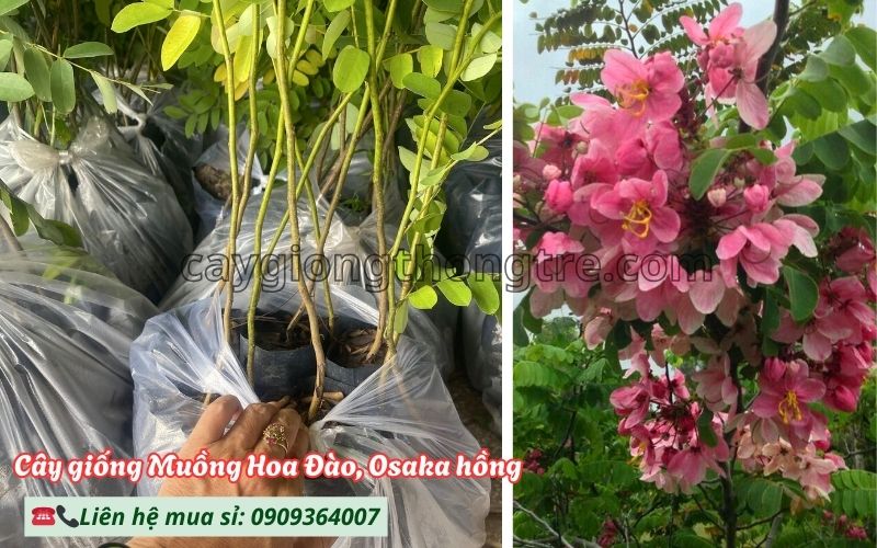 Mua Cây Giống Muồng Hoa Đào Khỏe Mạnh, Ra Hoa Sớm, Giá Tốt