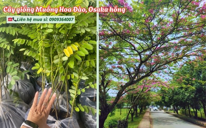 Mua Cây Giống Muồng Hoa Đào Khỏe Mạnh, Ra Hoa Sớm, Giá Tố
