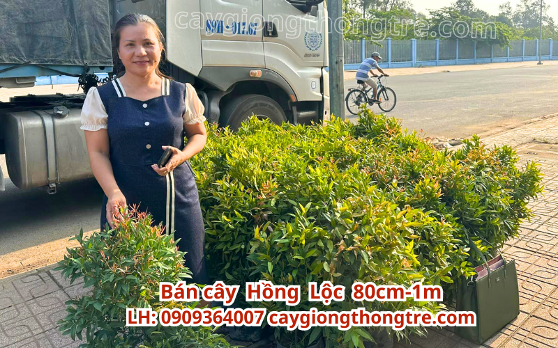 Cây hồng lộc trồng cảnh quan giá sỉ