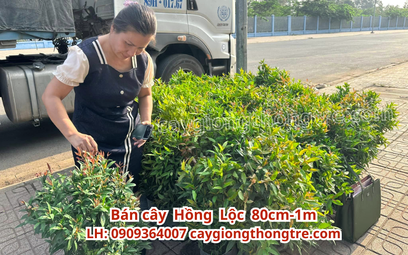 Cây hồng lộc trồng cảnh quan giá sỉ