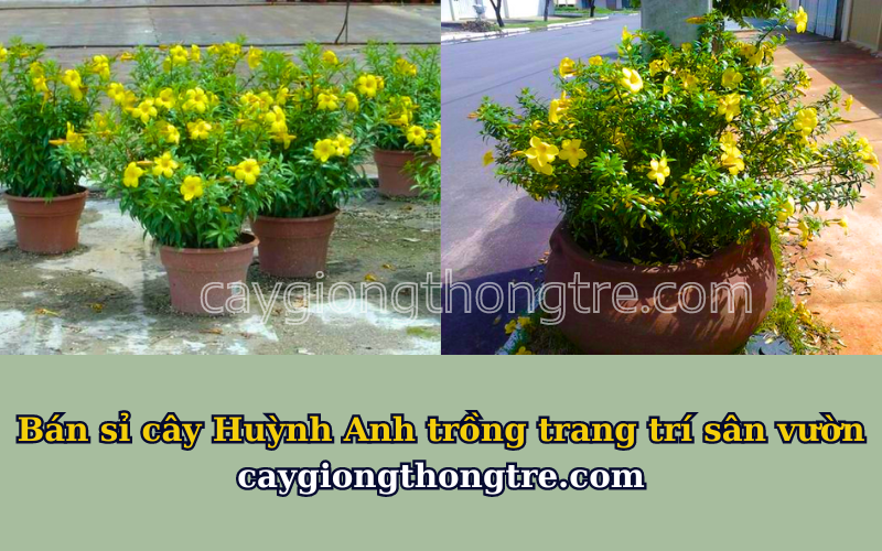 Bán sỉ cây Huỳnh Anh lá nhỏ Allamanda neriifolia Hook trồng sân vườn 