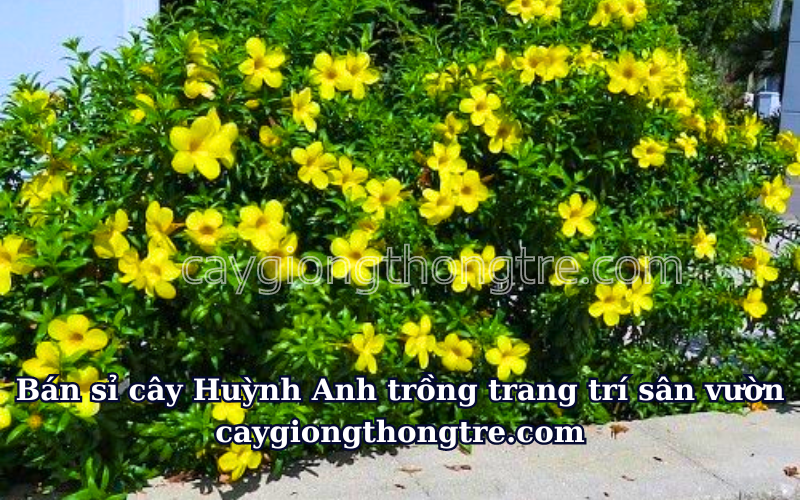 Bán sỉ cây Huỳnh Anh lá nhỏ Allamanda neriifolia Hook trồng sân vườn 