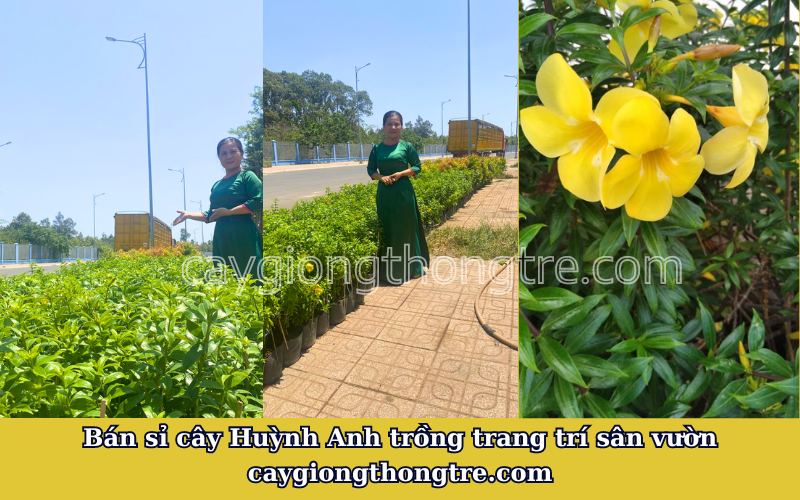 Bán sỉ cây Huỳnh Anh lá nhỏ Allamanda neriifolia Hook trồng sân vườn 