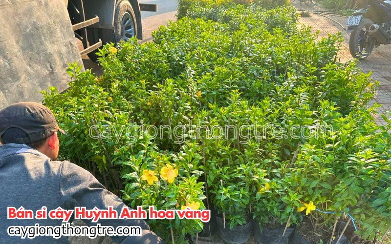 Bán sỉ cây Huỳnh Anh lá nhỏ Allamanda neriifolia Hook trồng sân vườn 