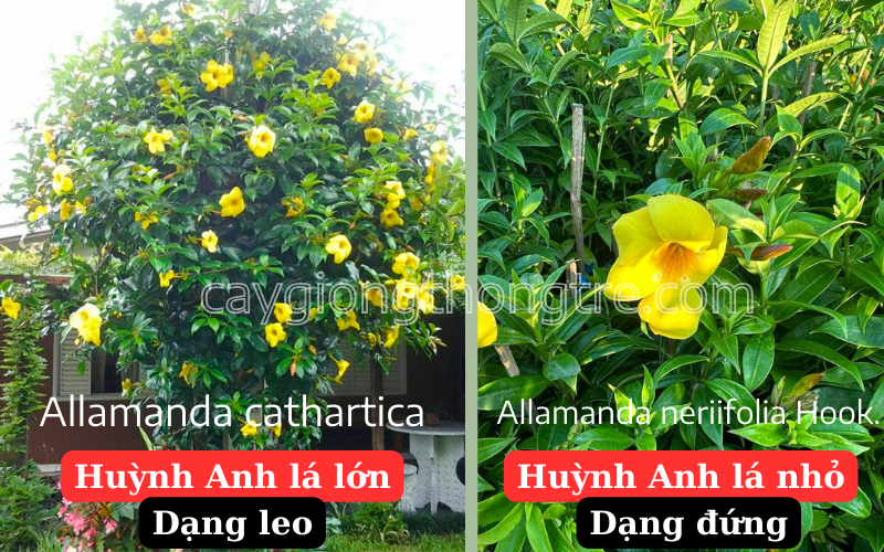 Bán sỉ cây Huỳnh Anh lá nhỏ Allamanda neriifolia Hook trồng sân vườn 