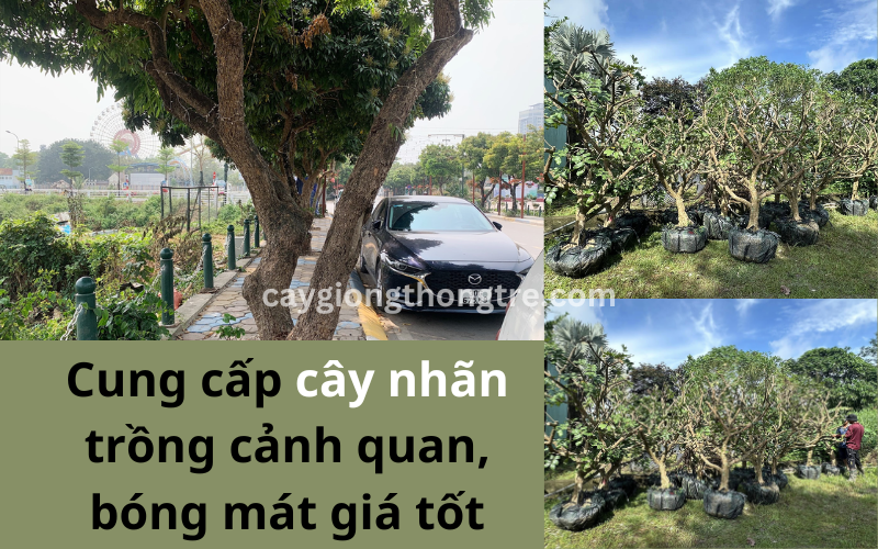 Bán cây nhãn trồng đường phố