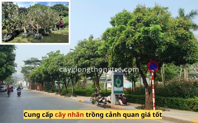 Bán cây nhãn trồng công trình