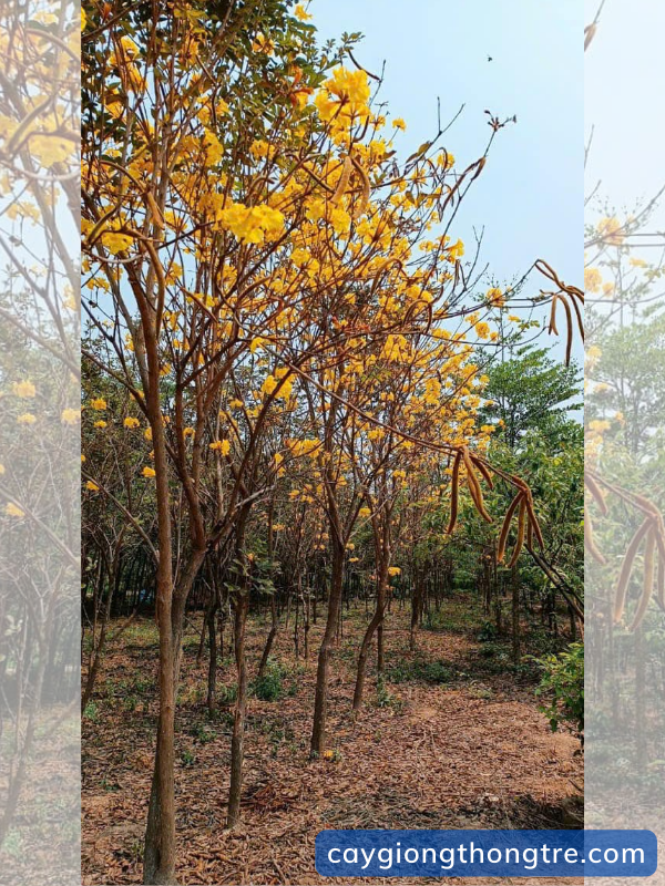 Cung cấp cây phong linh hoa vàng tại Đồng Nai
