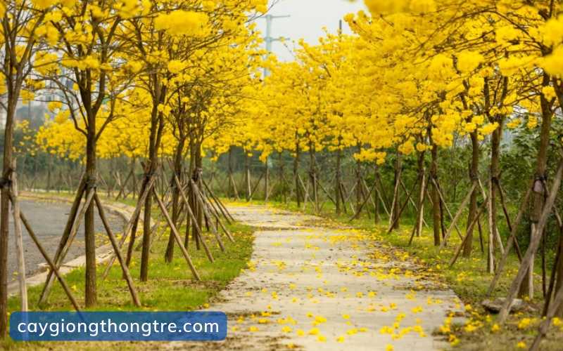 Cung cấp cây phong linh hoa vàng tại Đồng Nai