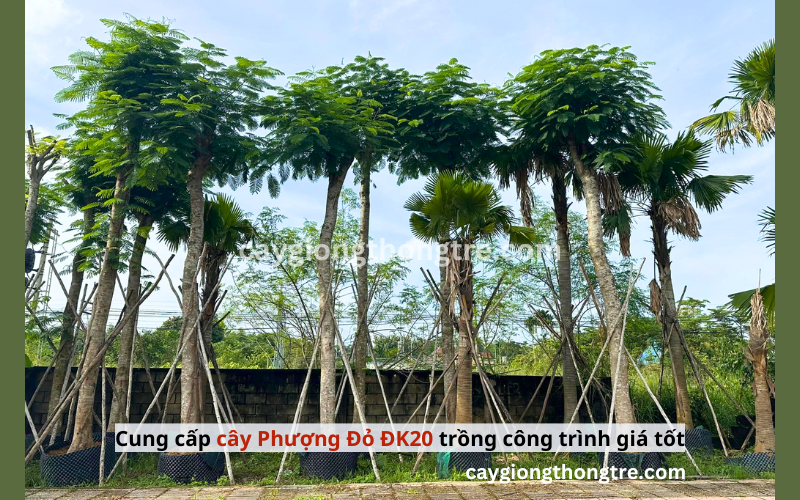 Bán cây phượng đỏ trồng công trình