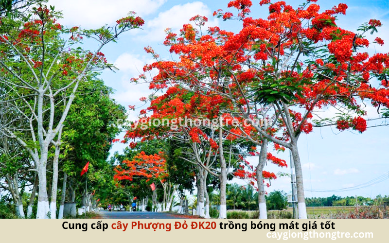 Bán cây phượng trồng đường phố