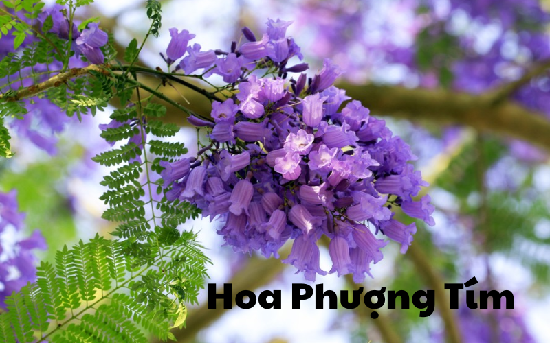 Hoa phượng tím