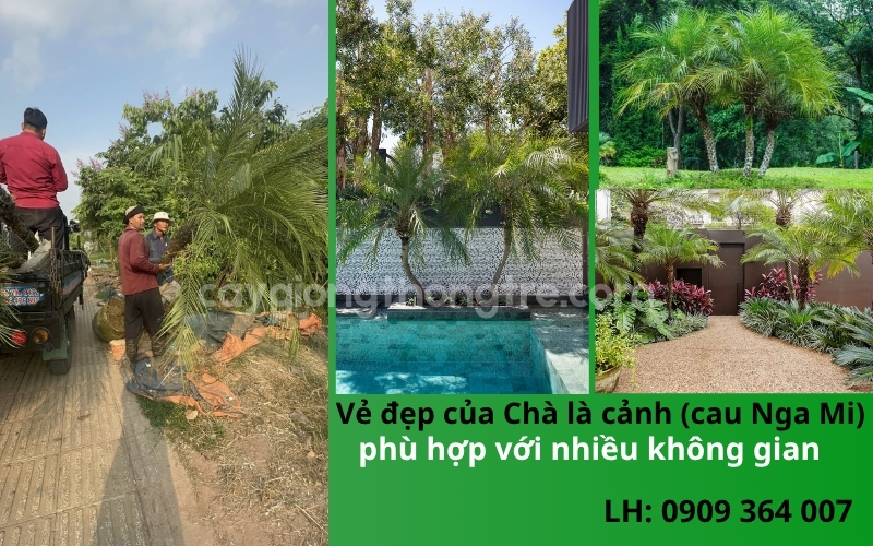 Bán Cau Nga Mi (Chà Là Nga Mi) Cao 1-2m: Điểm Nhấn Sang Trọng Cho Mọi Công Trình Cảnh Quan