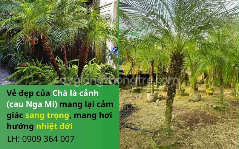 Bán Cau Nga Mi (Chà Là Nga Mi) Cao 1-2m: Điểm Nhấn Sang Trọng Cho Mọi Công Trình Cảnh Quan