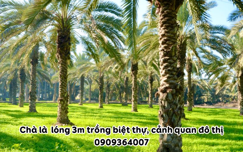 Cây Chà Là lóng 3m