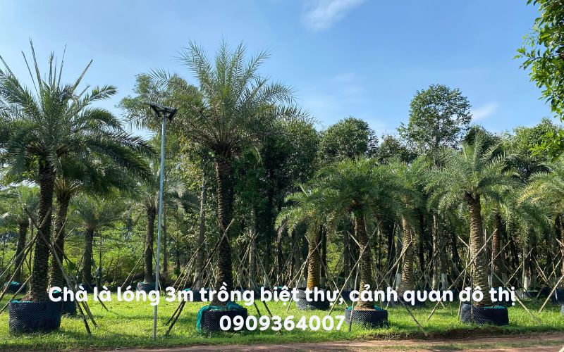 Cây Chà Là lóng 3m