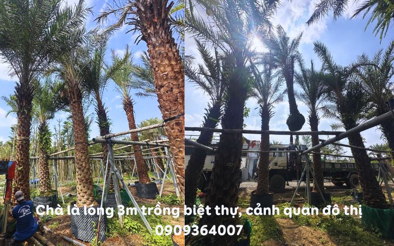 Cây Chà Là lóng 3m