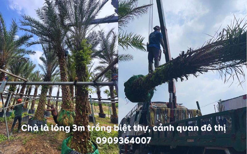 Cây Chà Là lóng 3m