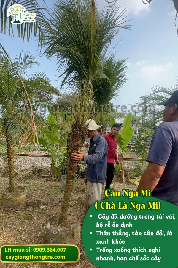 Bán Cau Nga Mi (Chà Là Nga Mi) Cao 1-2m: Điểm Nhấn Sang Trọng Cho Mọi Công Trình Cảnh Quan