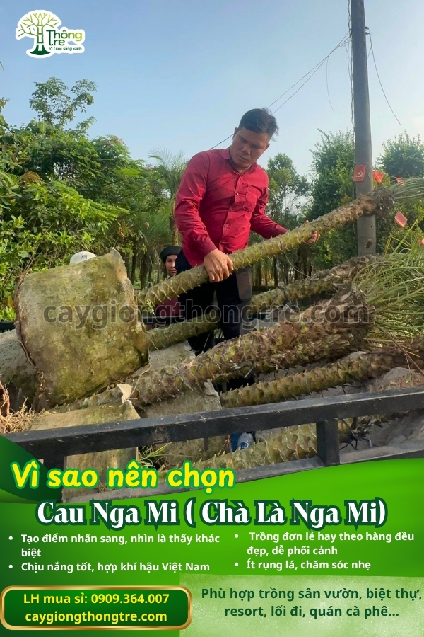 Bán Cau Nga Mi (Chà Là Nga Mi) Cao 1-2m: Điểm Nhấn Sang Trọng Cho Mọi Công Trình Cảnh Quan