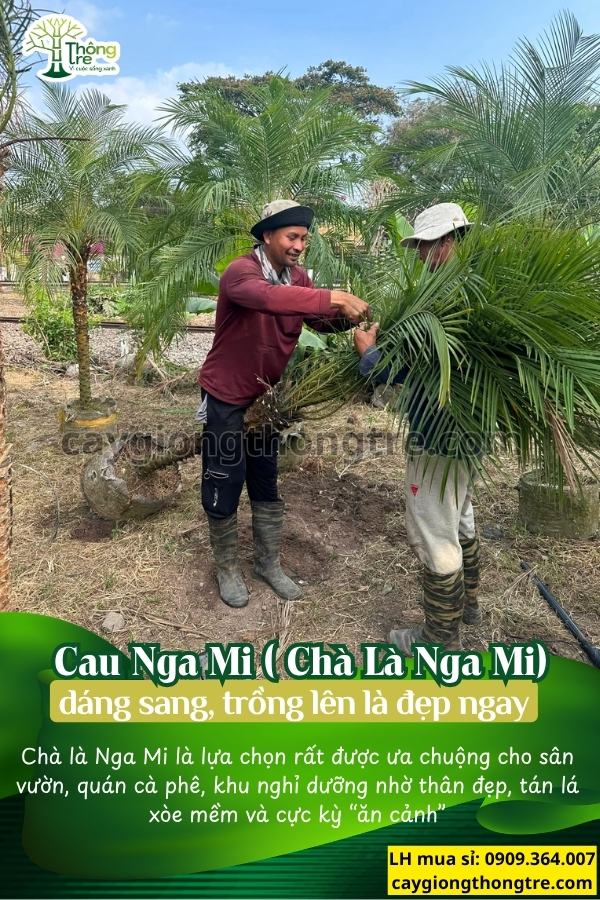 Bán Cau Nga Mi (Chà Là Nga Mi) Cao 1-2m: Điểm Nhấn Sang Trọng Cho Mọi Công Trình Cảnh Quan