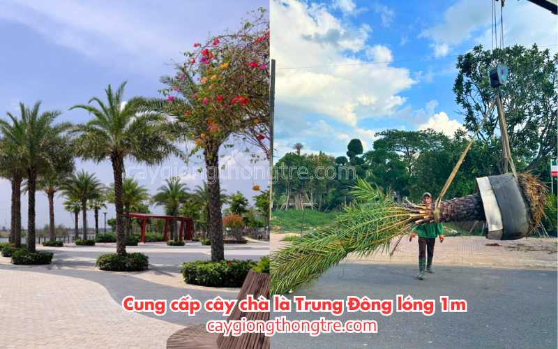 Bàn Chà Là Trung Đông trồng cảnh quan đô thị, cây cảnh sân vườn biệt thự