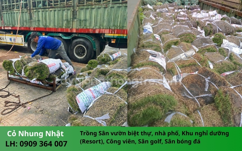 Cỏ Nhung Nhật: Giải Pháp Phủ Xanh Sân Vườn Đẳng Cấp & Bền Đẹp