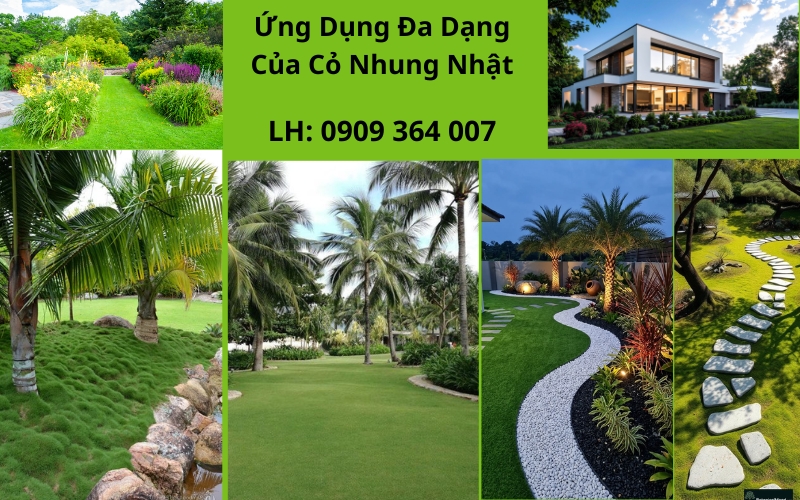 Cỏ Nhung Nhật: Giải Pháp Phủ Xanh Sân Vườn Đẳng Cấp & Bền Đẹp