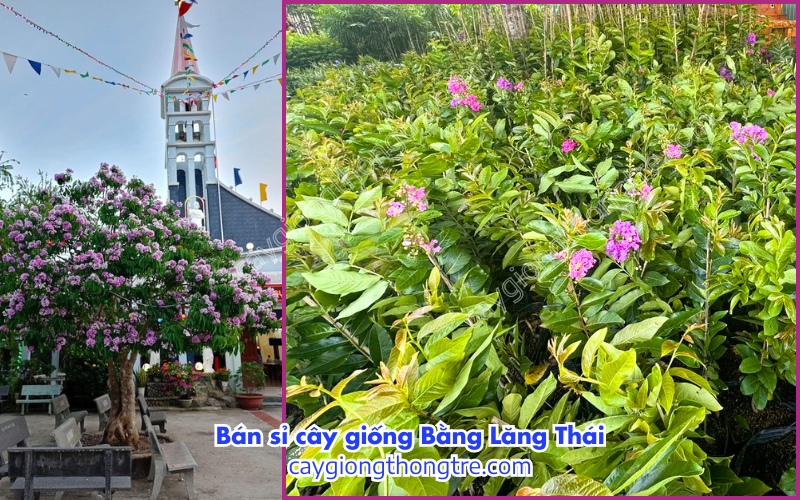 Bán sỉ cây giống Bằng Lăng Thái