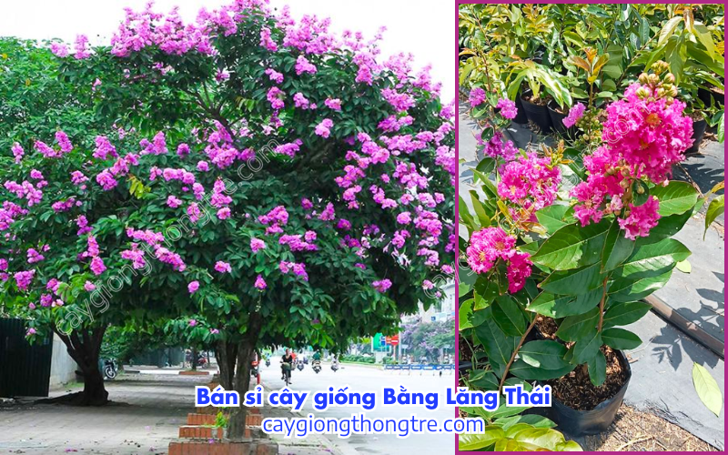 Bán sỉ cây giống Bằng Lăng Thái