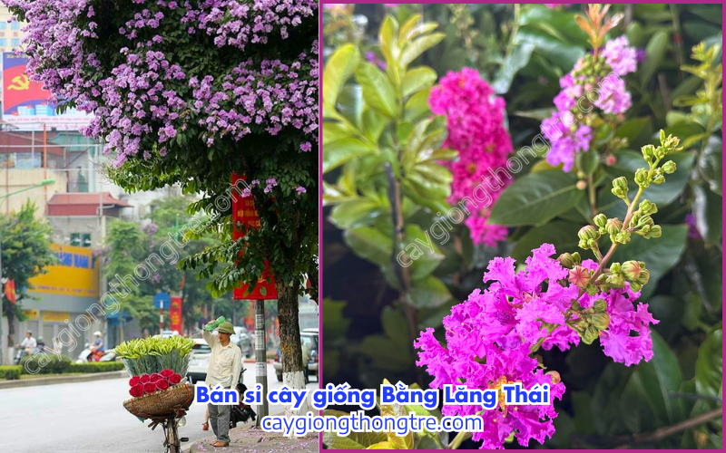 Bán sỉ cây giống Bằng Lăng Thái