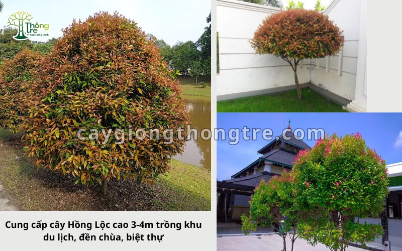 Cung cấp cây hồng lộc cao 3m, 4m