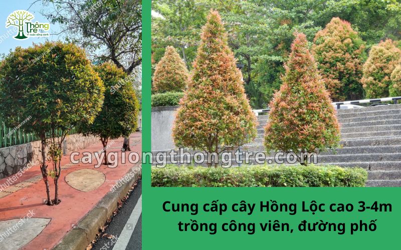 Cung cấp cây hồng lộc cao 3m, 4m