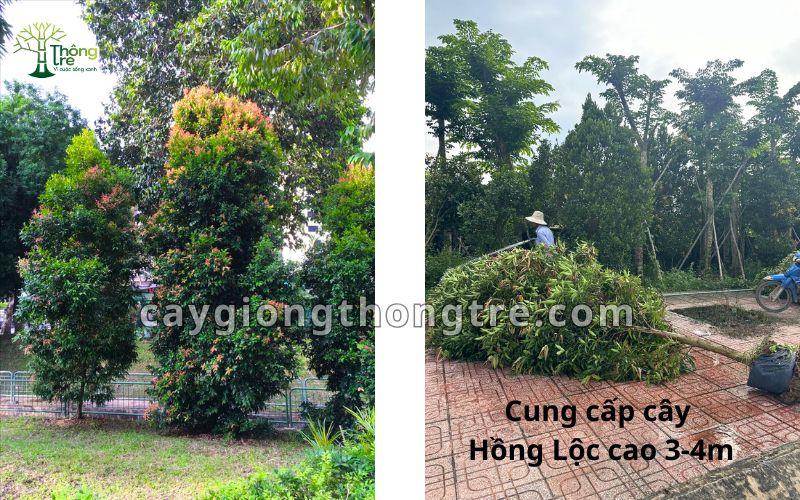 Cung cấp cây hồng lộc cao 3m, 4m