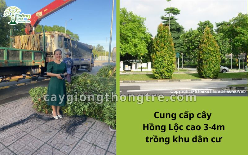 Cung cấp cây hồng lộc cao 3m, 4m