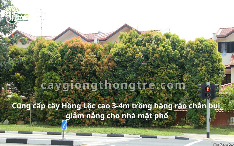 Cung cấp cây hồng lộc cao 3m, 4m